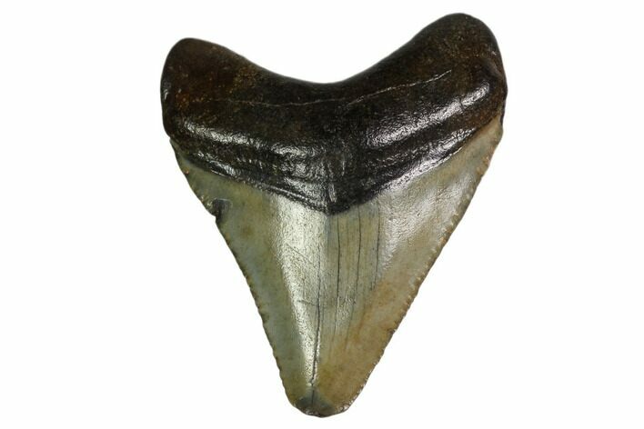 Juvenile Megalodon Tooth - Georgia #158790
